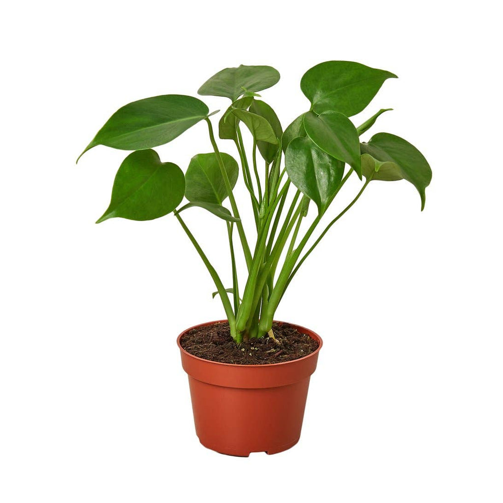 monstera deliciosa 4 inch MONSTERA DELICIOSA 4-inch