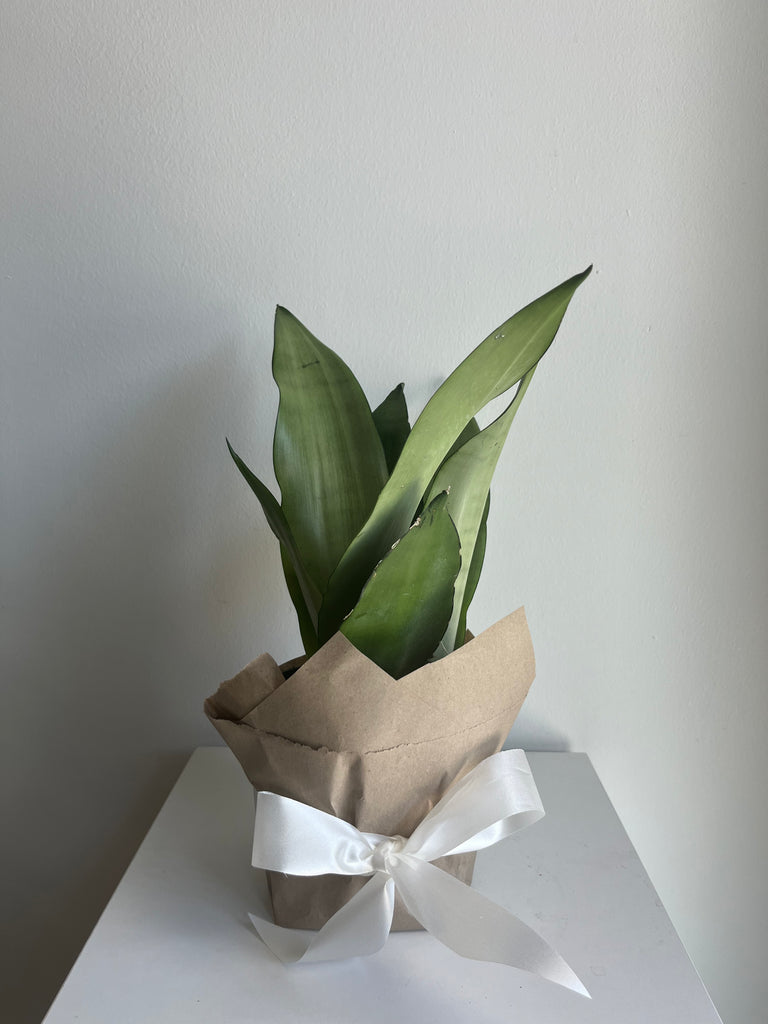 6 inch snake plant Snake Plant