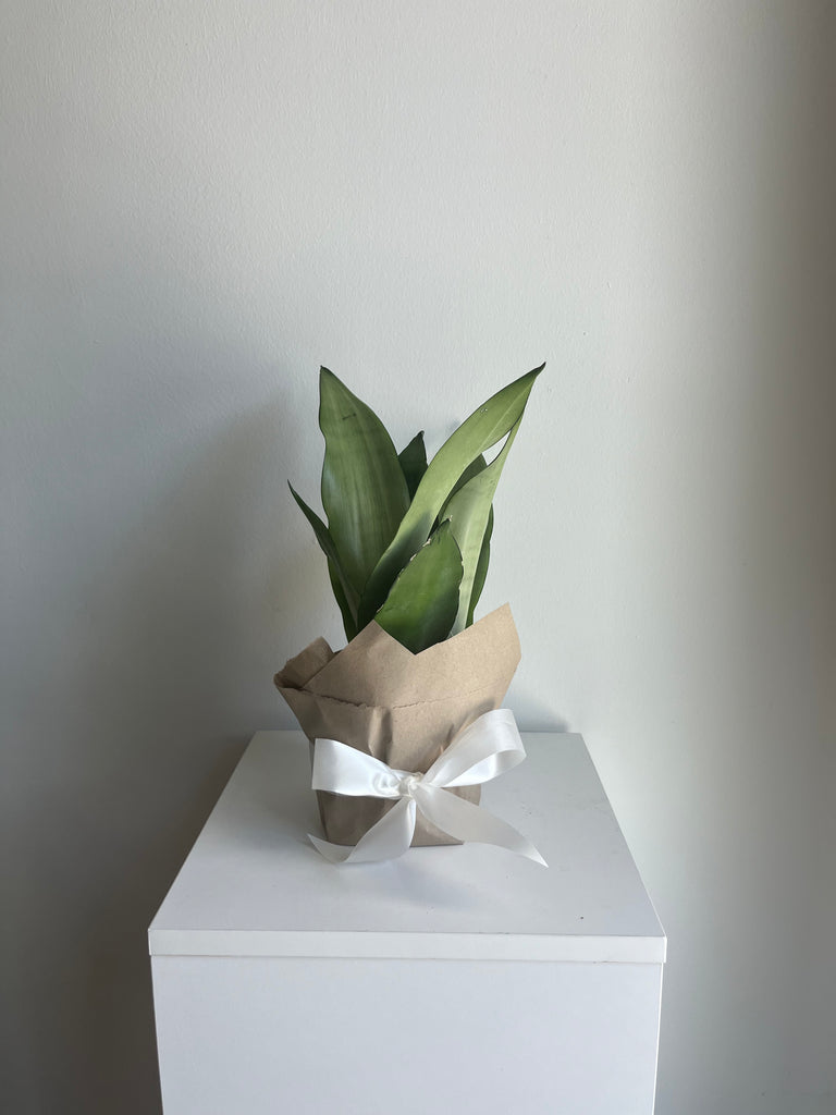 6 in snake plant Snake Plant