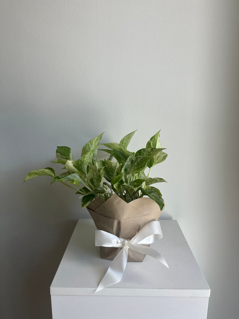 pothos 6 inch POTHOS MARBLE QUEEN 6-inch