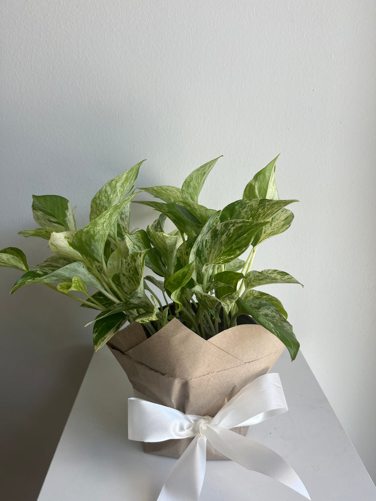 6 inch pothos POTHOS MARBLE QUEEN 6-inch