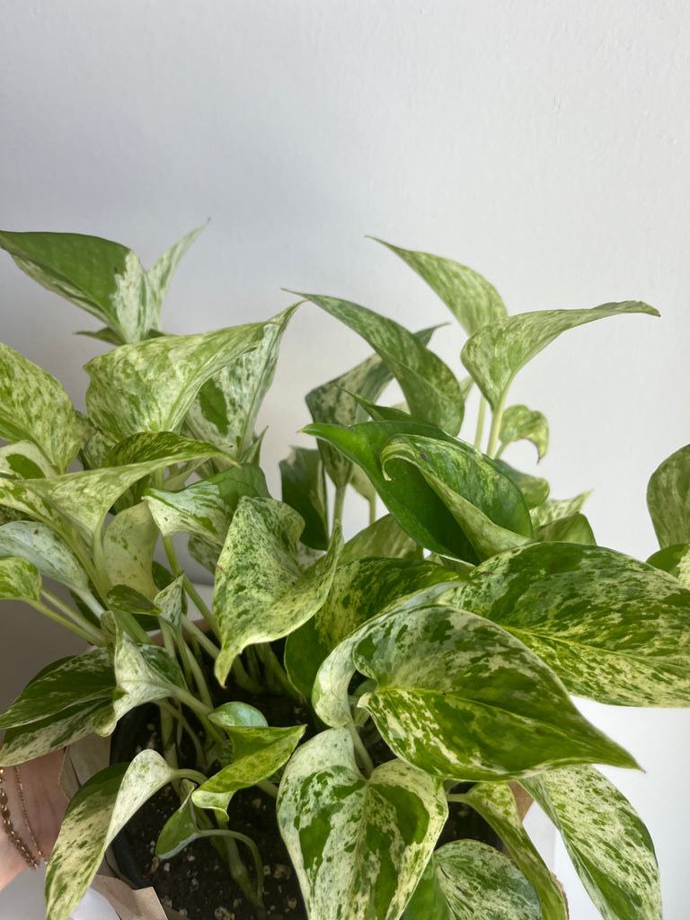 6 inch pothos POTHOS MARBLE QUEEN 6-inch