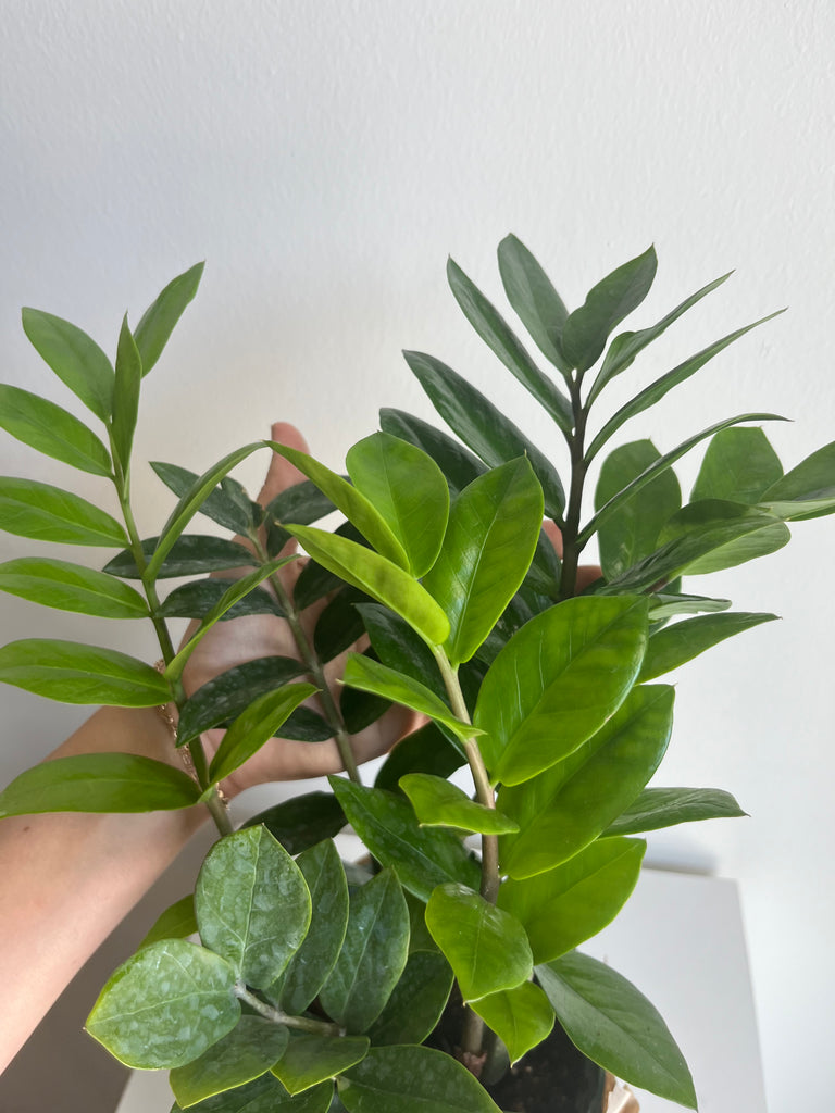 6 zz plant 6