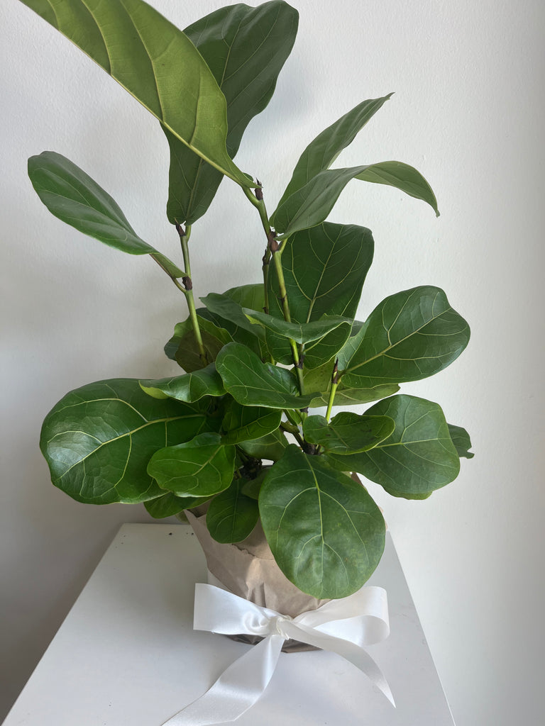 6' fiddle leaf fig tree Fiddle Fig Tree 6