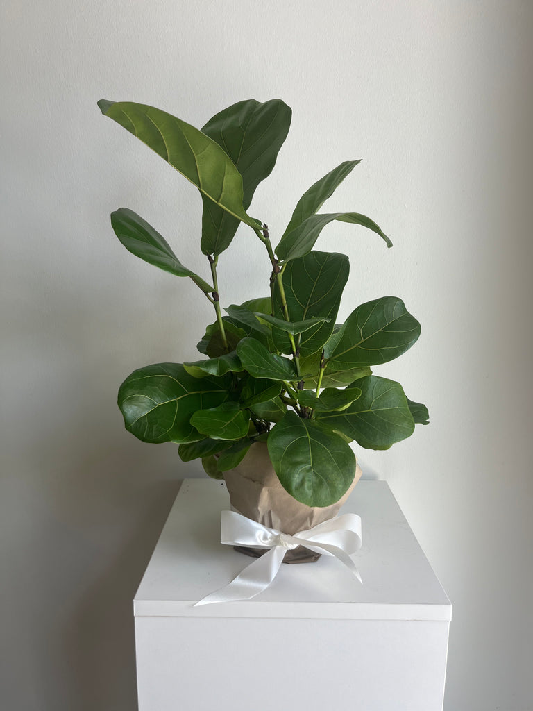 fiddle leaf fig tree san antonio Fiddle Fig Tree 6
