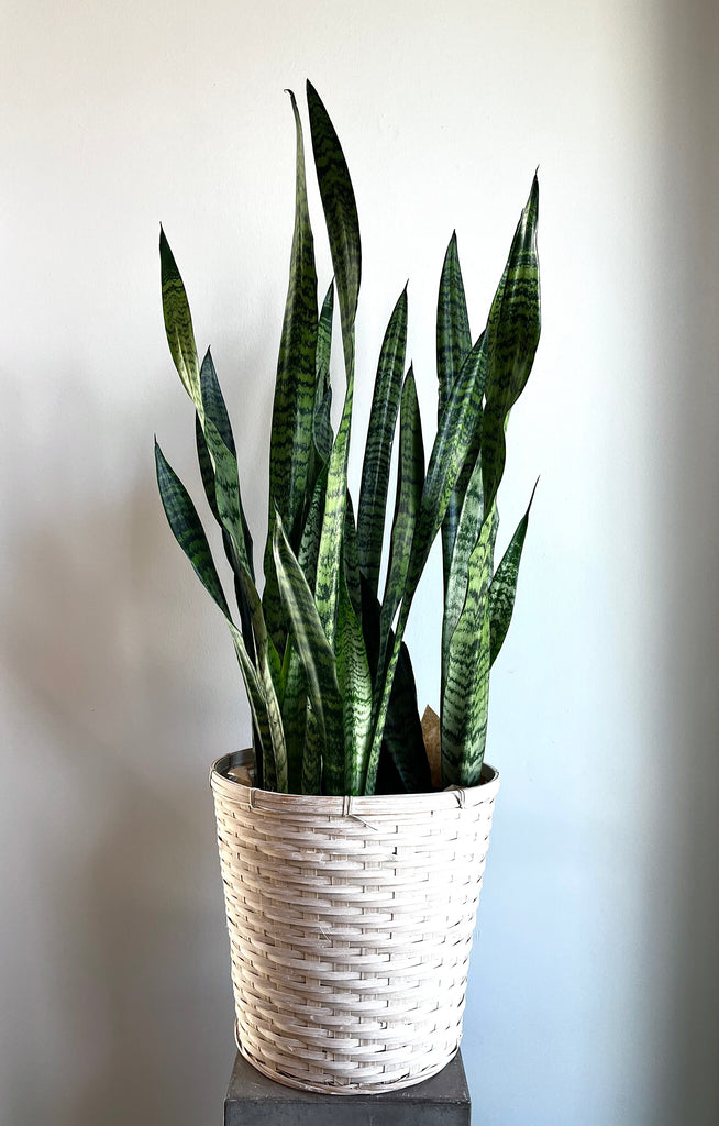 10 in snake plant 10