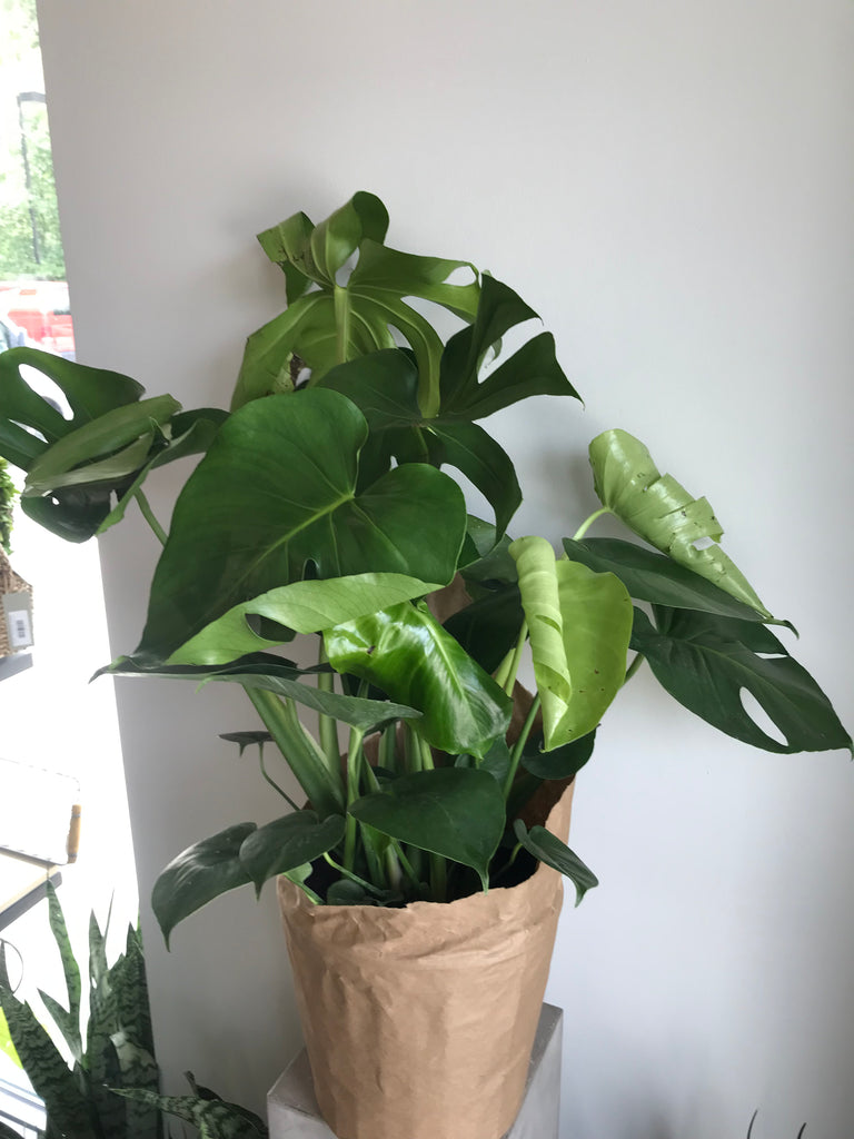 10 monstera deliciosa 10