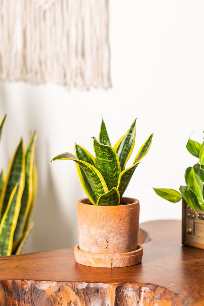 sansevieria superba Sansevieria Superba Petite Chimney