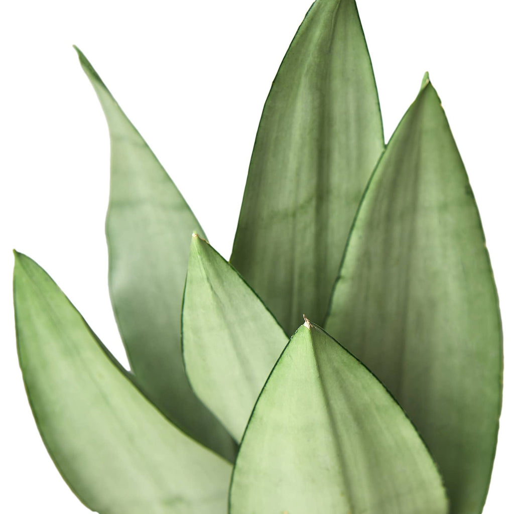6 inch snake plant Snake Plant