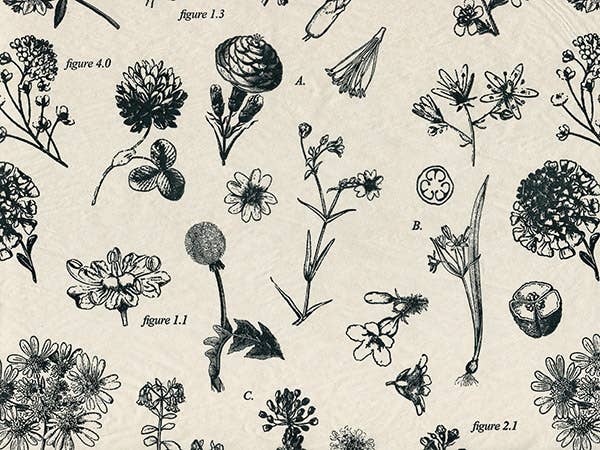 Floral & Nature Print Tissue Paper Sheets: Daisy / 120 Pack / 20x30"