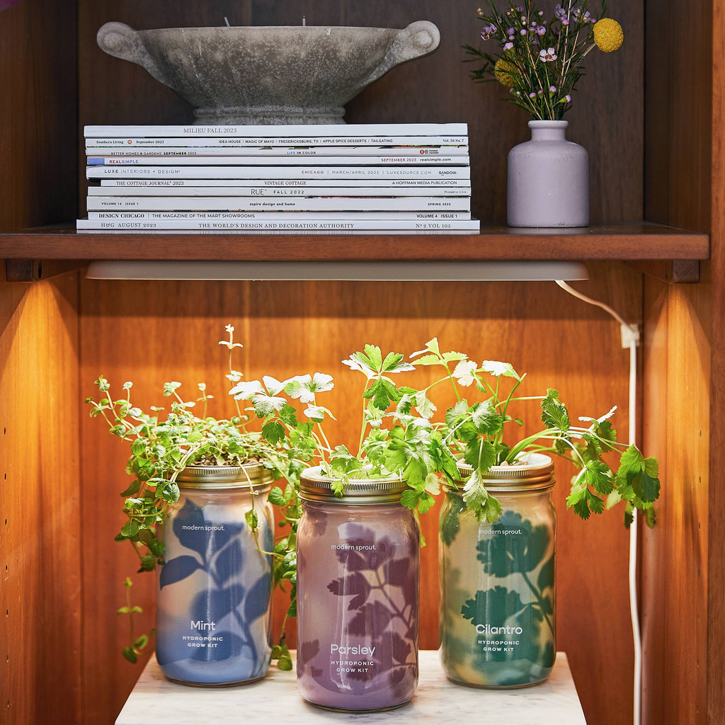 Herb Garden Jar: Mint