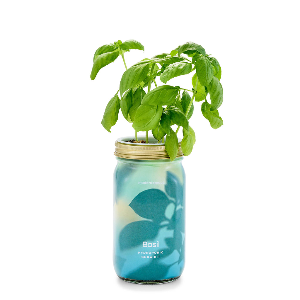 Herb Garden Jar: Mint