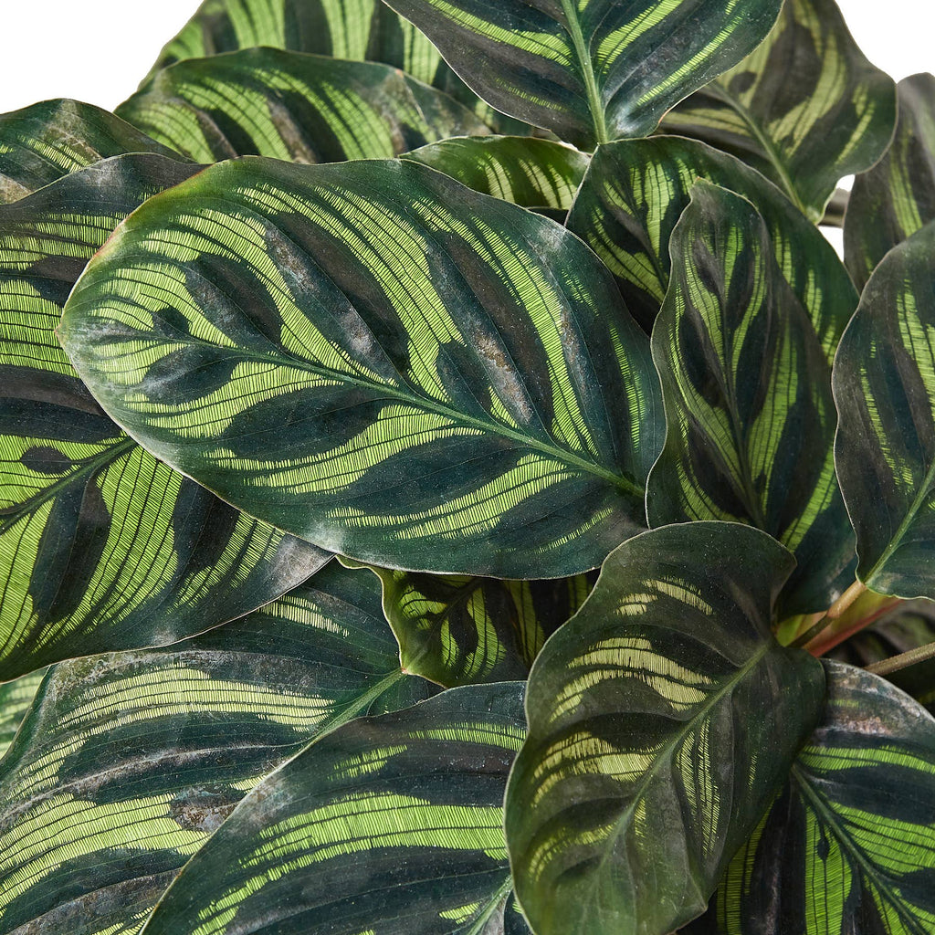 CALATHEA MAKOYANA 6-inch