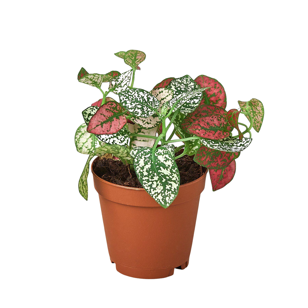 Hypoestes 'Polka Dot': Red / 4" Pot