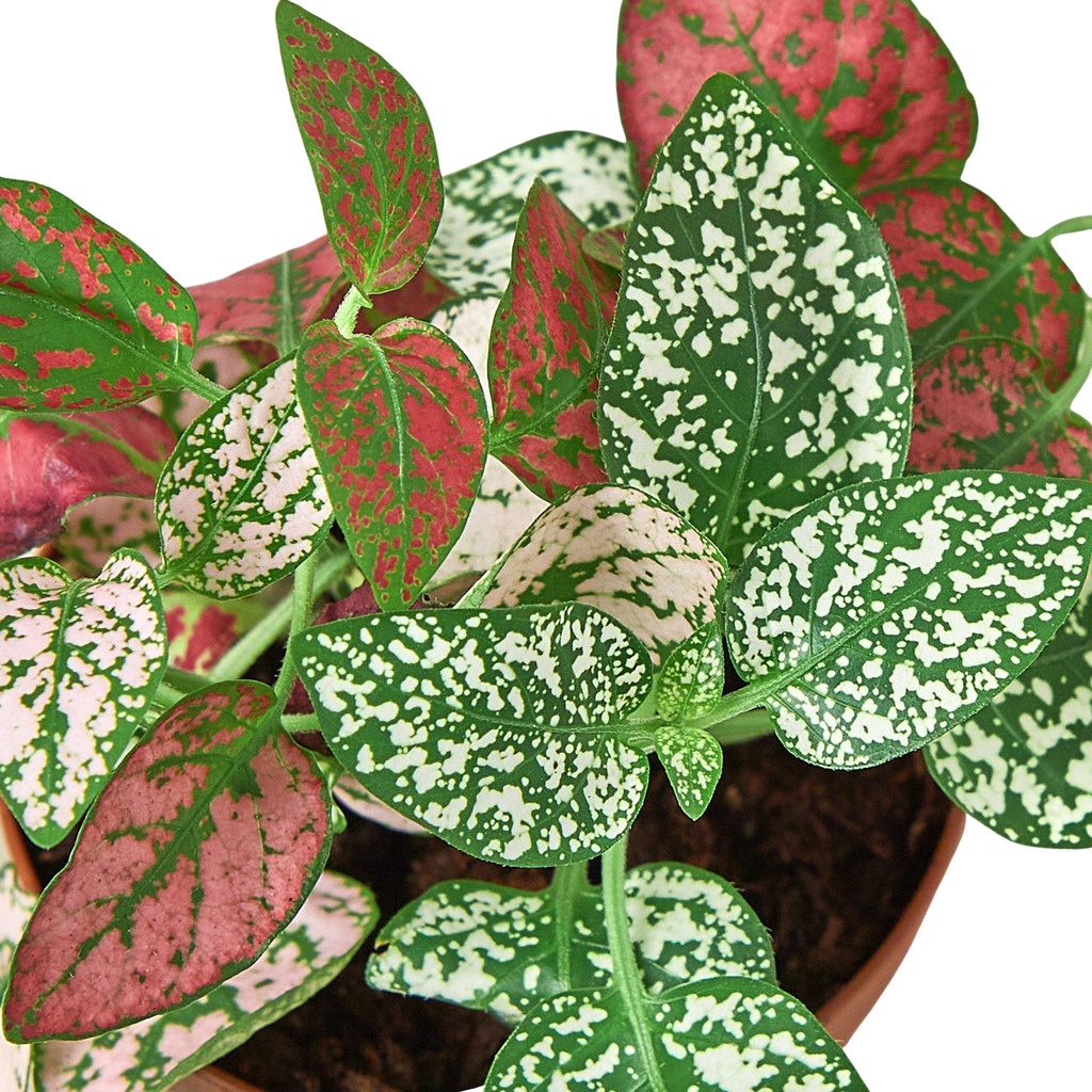 Hypoestes 'Polka Dot': Red / 4" Pot