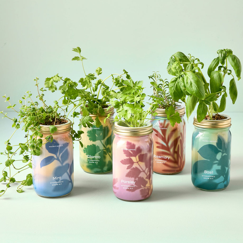 Herb Garden Jar: Mint