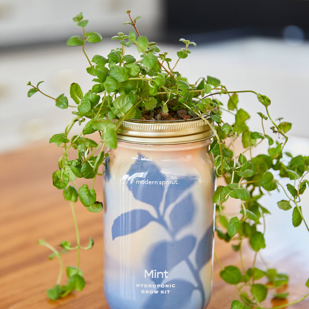 Herb Garden Jar: Mint