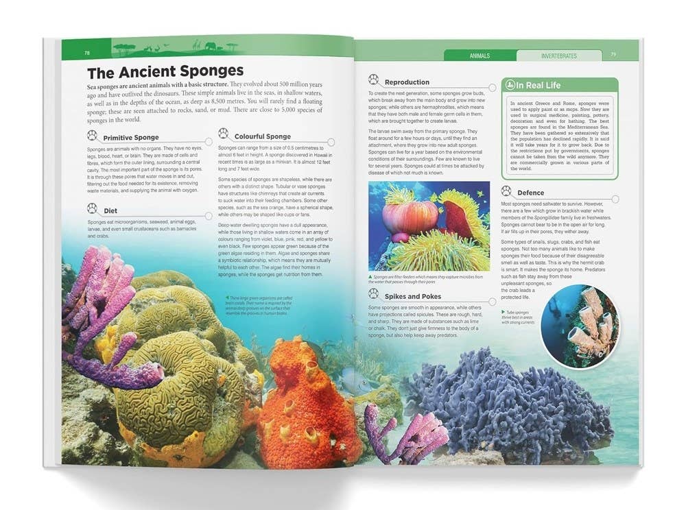 Knowledge Encyclopedia: Animals: 4.72 x 3.54 x 0.7 / Hardcover Picture Book / 192