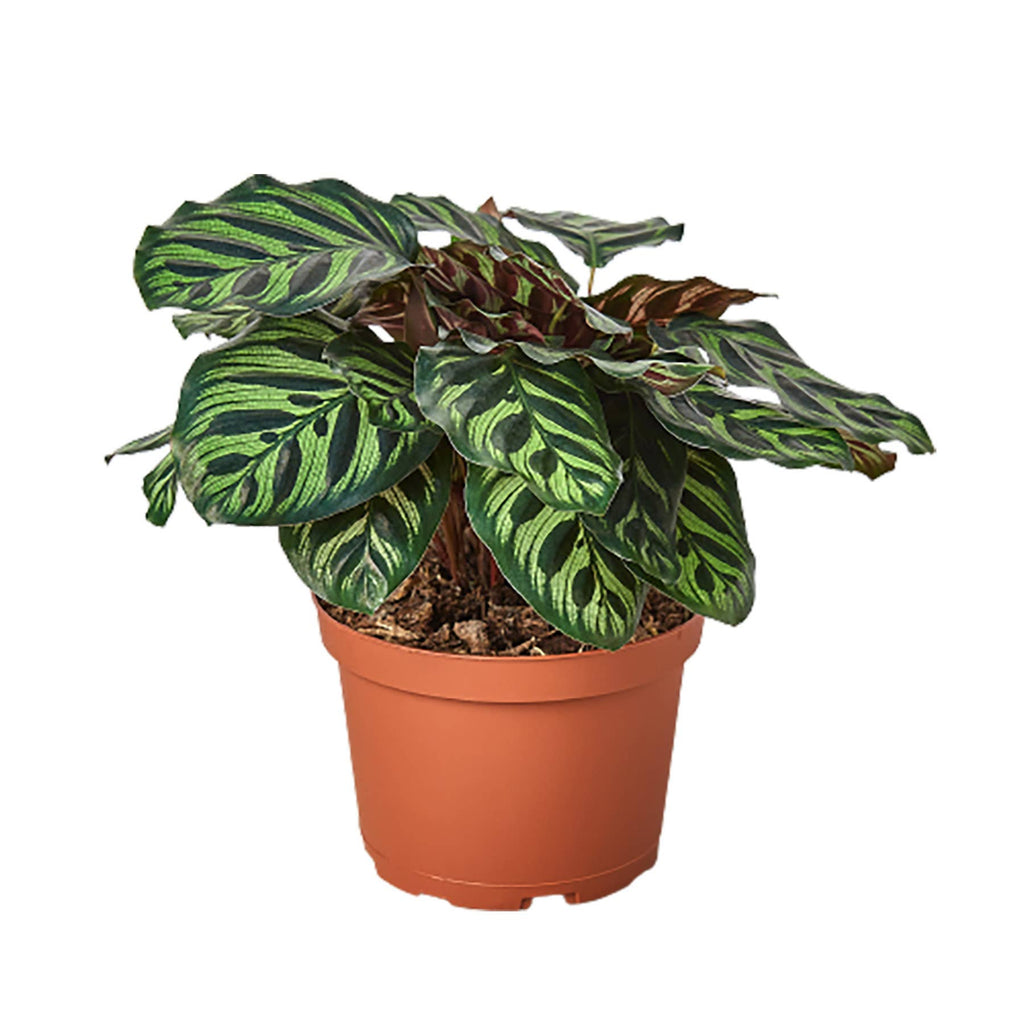 CALATHEA MAKOYANA 6-inch
