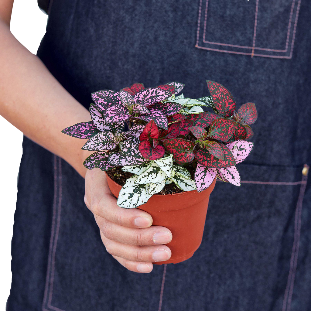 Hypoestes 'Polka Dot': Red / 4" Pot