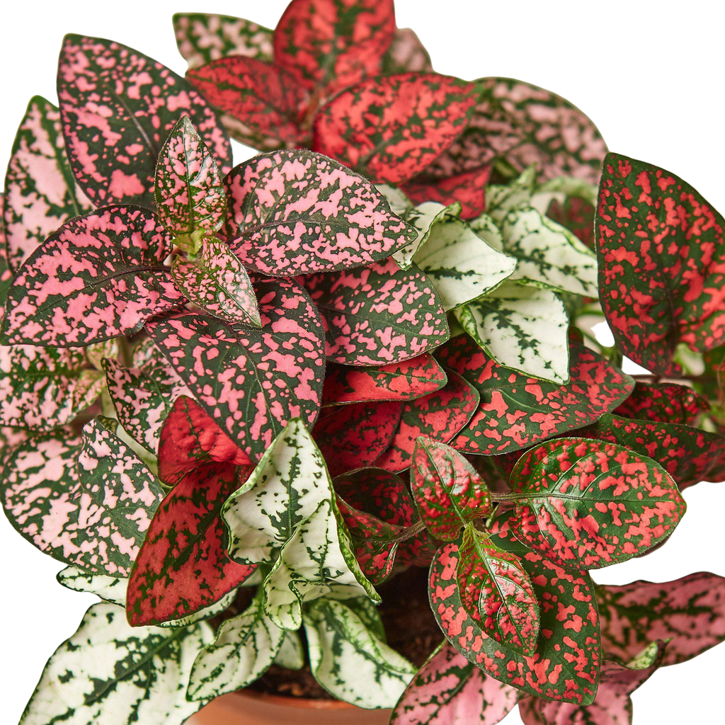 Hypoestes 'Polka Dot': Red / 4" Pot