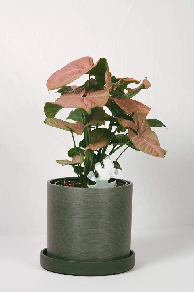 house plant water monitor PlantDoc: Color-Change Houseplant Water Moisture Meter