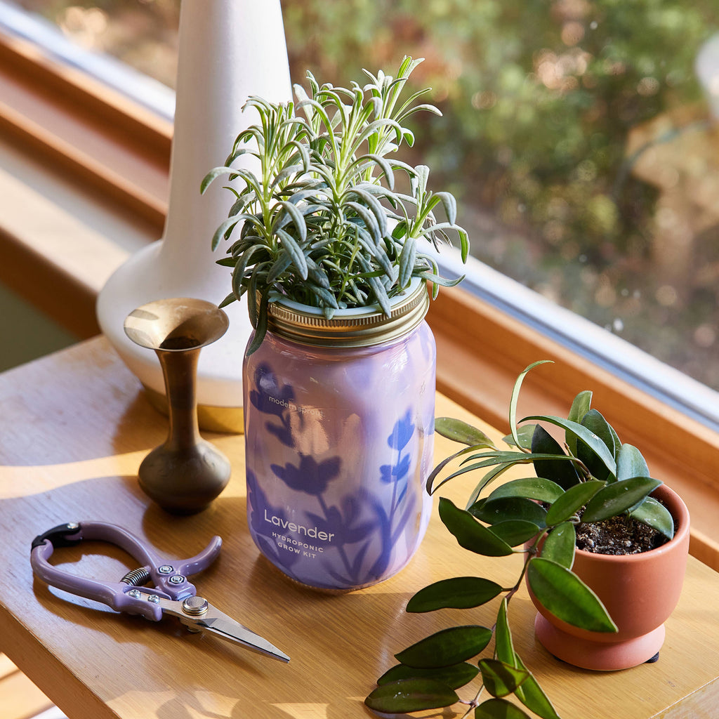 Herb Garden Jar: Mint