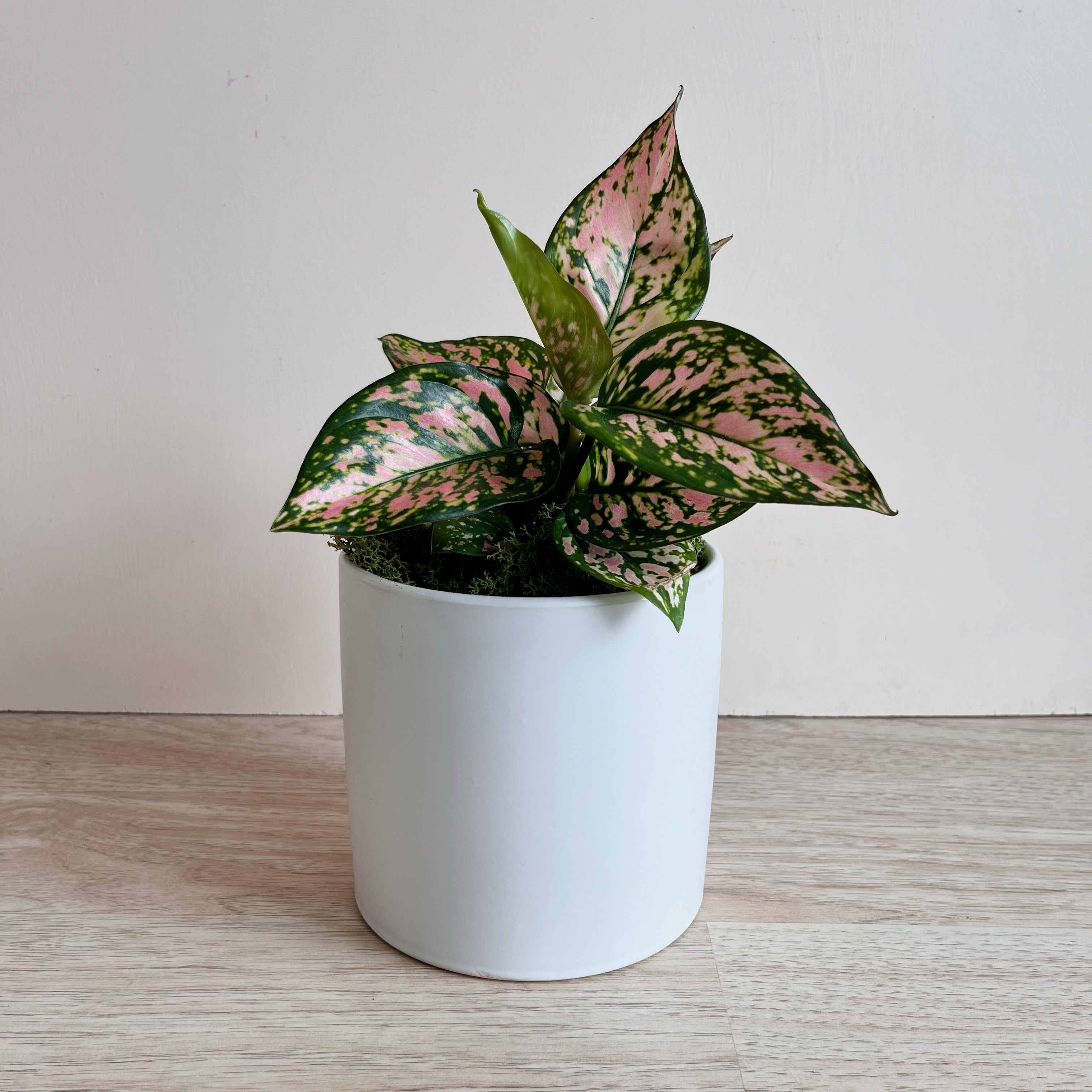 Chinese Evergreen 'Lady Valentine'
