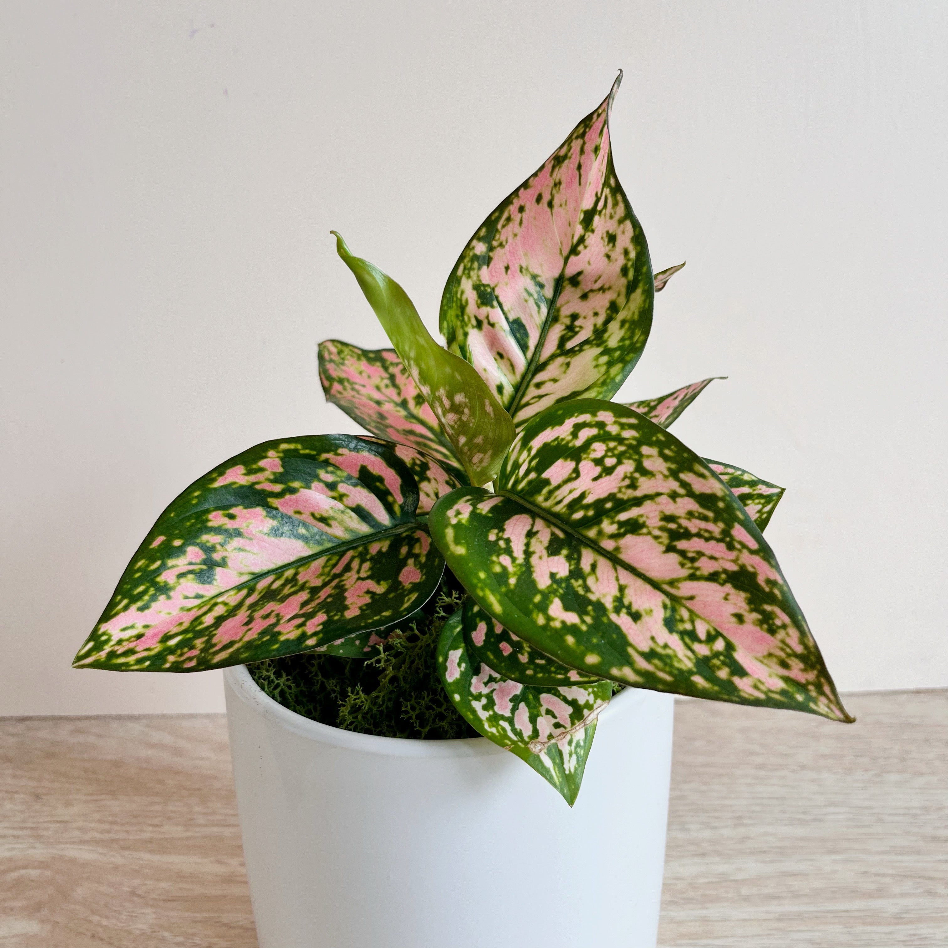 aglaonema prezzo Chinese Evergreen 'Lady Valentine'
