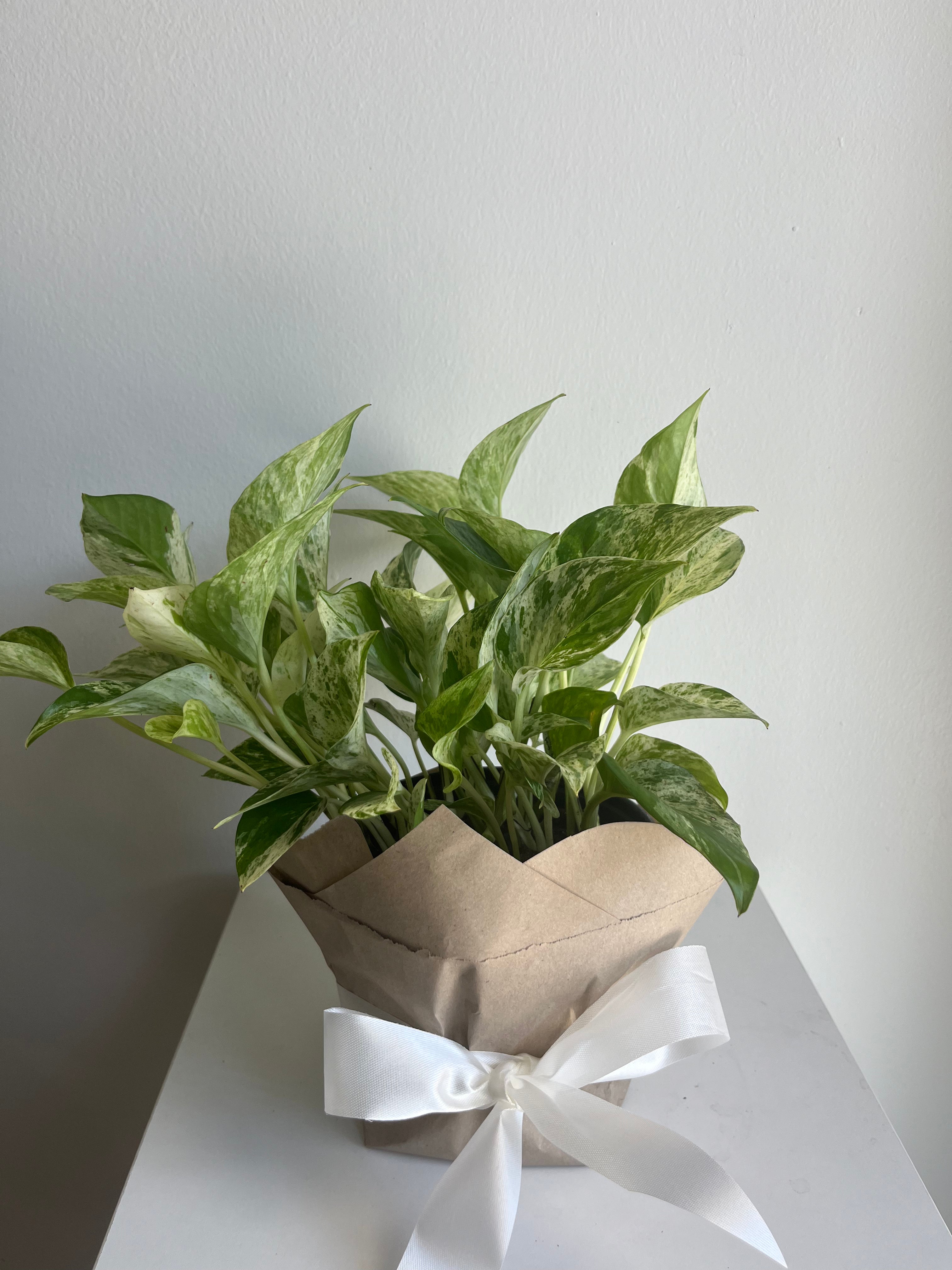 potho marble queen POTHOS MARBLE QUEEN 6-inch
