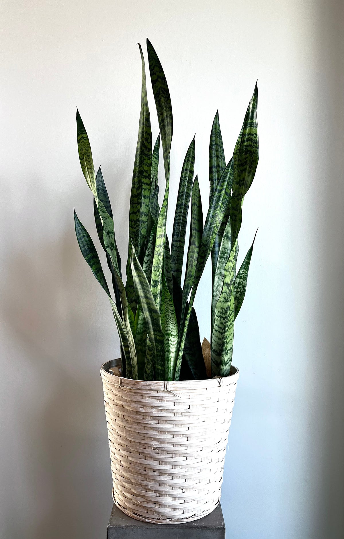 moven basket planter snake plant 10" Snake Plant