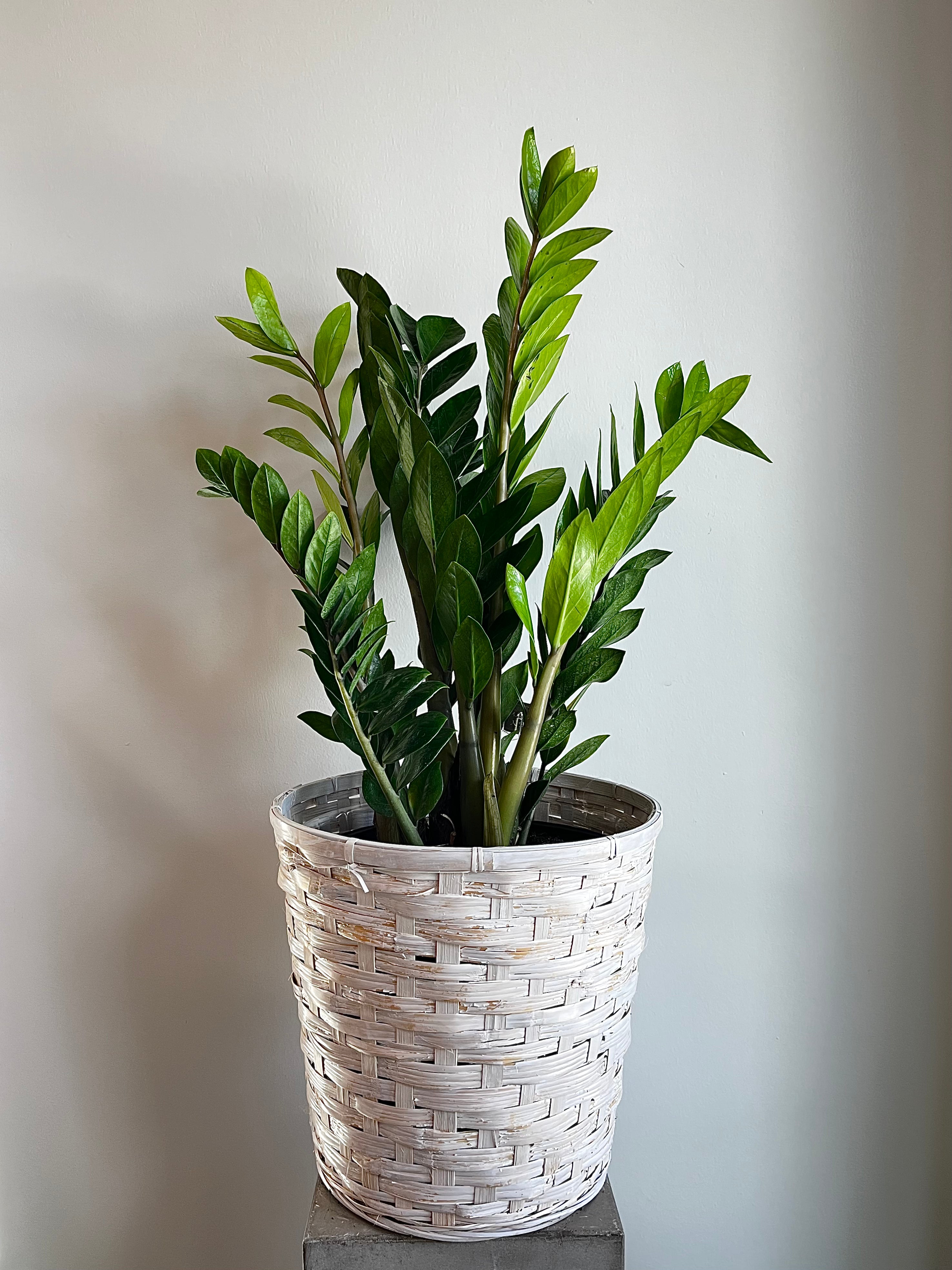 price of zz plant 10" ZZ Plant
