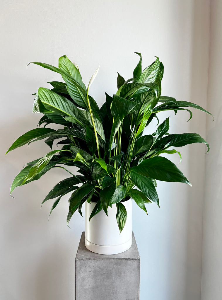 10" Spathiphyllum 'Peace Lily'