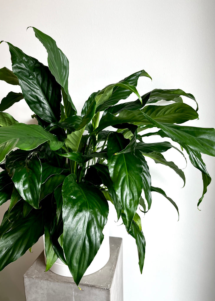 10" Spathiphyllum 'Peace Lily'