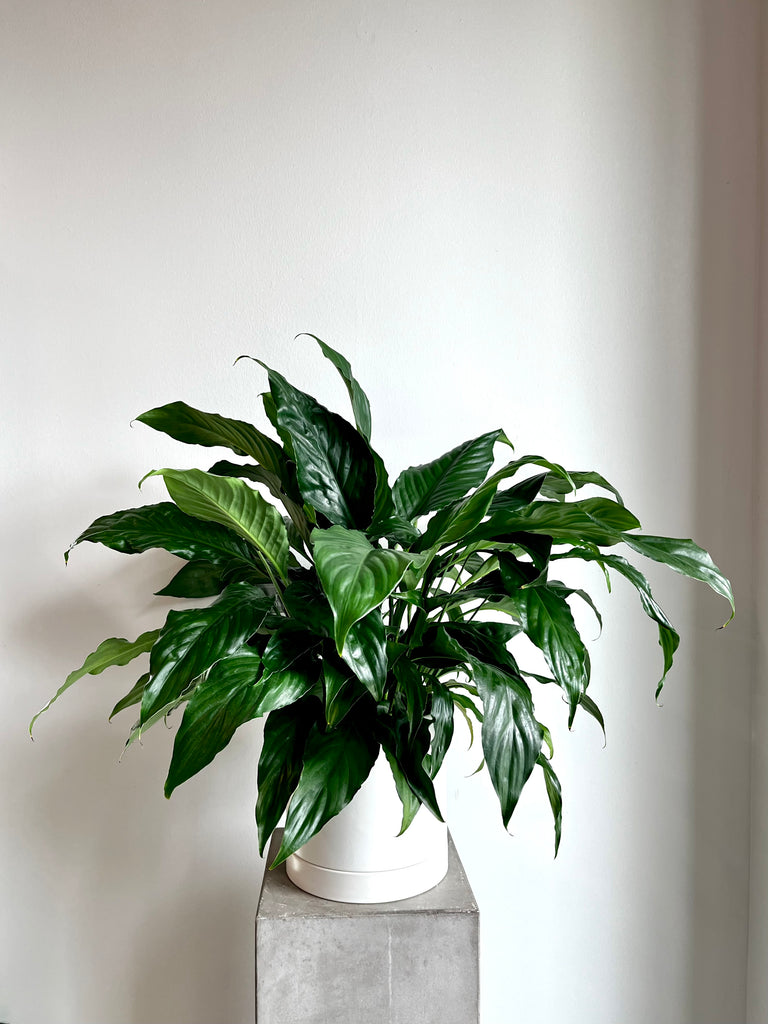 Spathiphyllum 'Peace Lily' - 6 inch