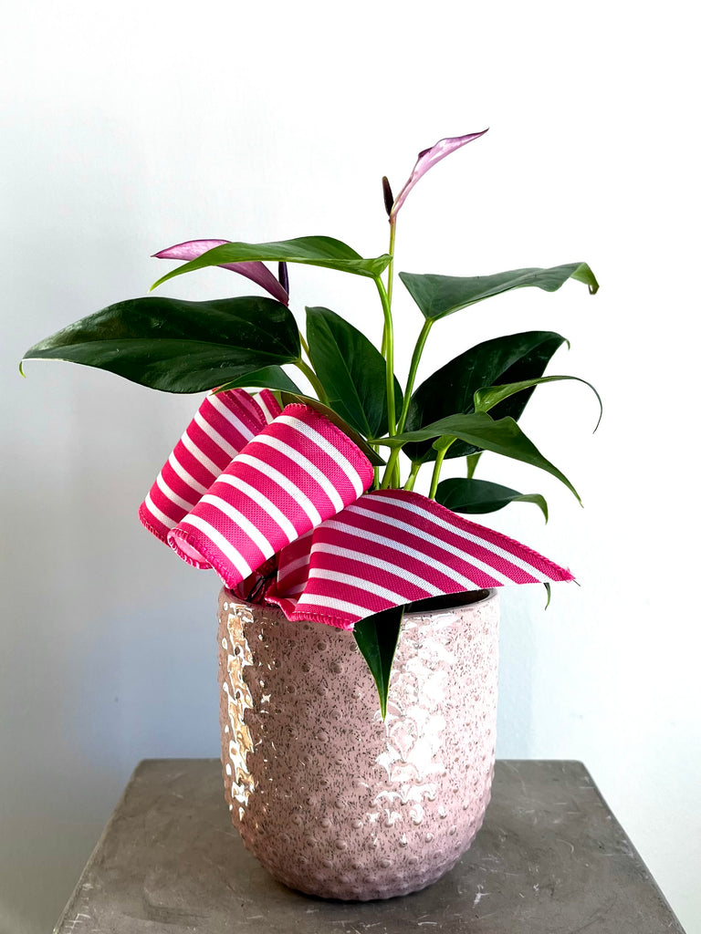 ANTHURIUM PURPLE 4-inch