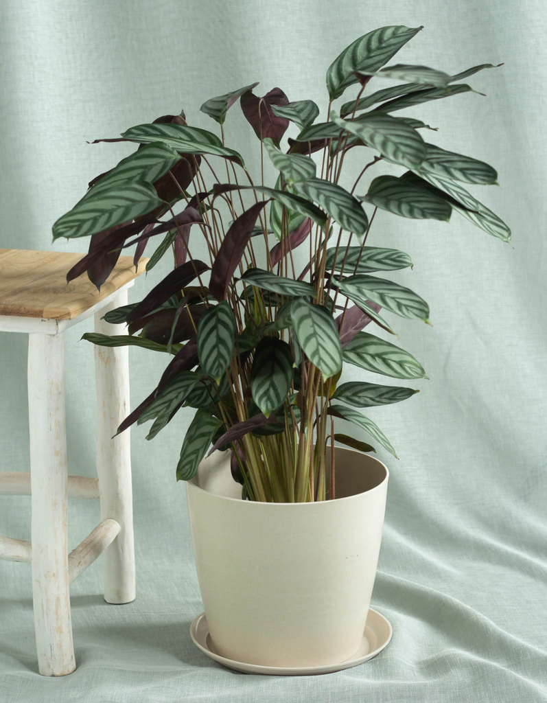 Calathea Setosa 6"