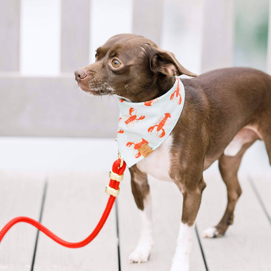 Ruby Valentine's Day Marine Rope Dog Leash: 5 Feet
