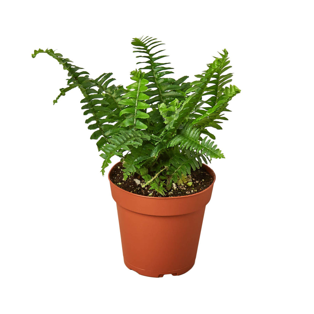 FERN JESTER CROWN 4-inch