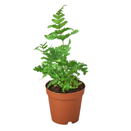 FERN AUTUMN 6-inch