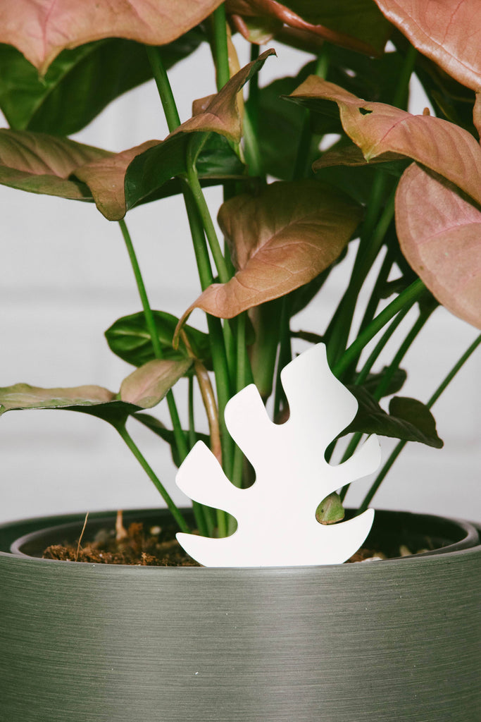water meter indoor plants PlantDoc: Color-Change Houseplant Water Moisture Meter