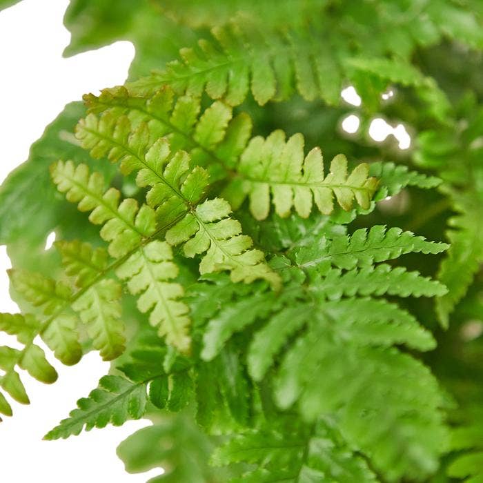 FERN AUTUMN 6-inch