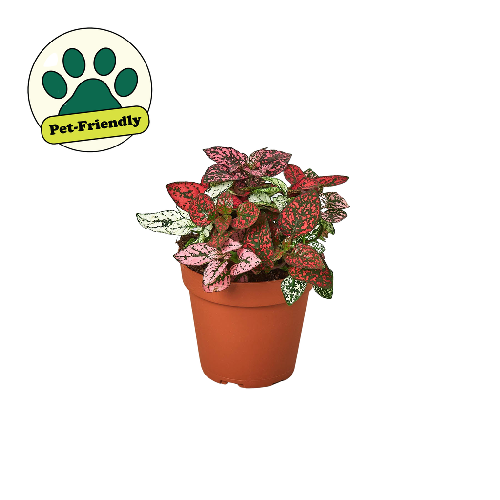 Hypoestes 'Polka Dot': Red / 4" Pot