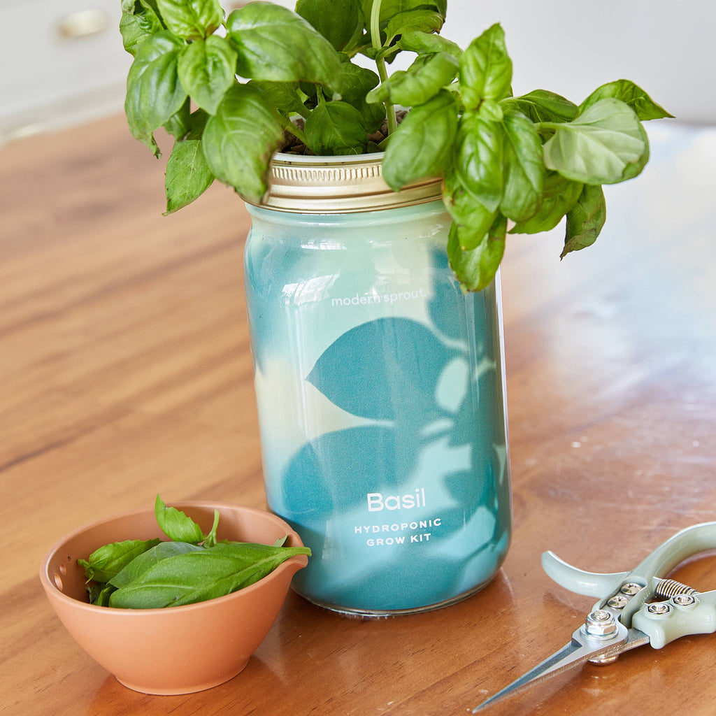 Herb Garden Jar: Mint