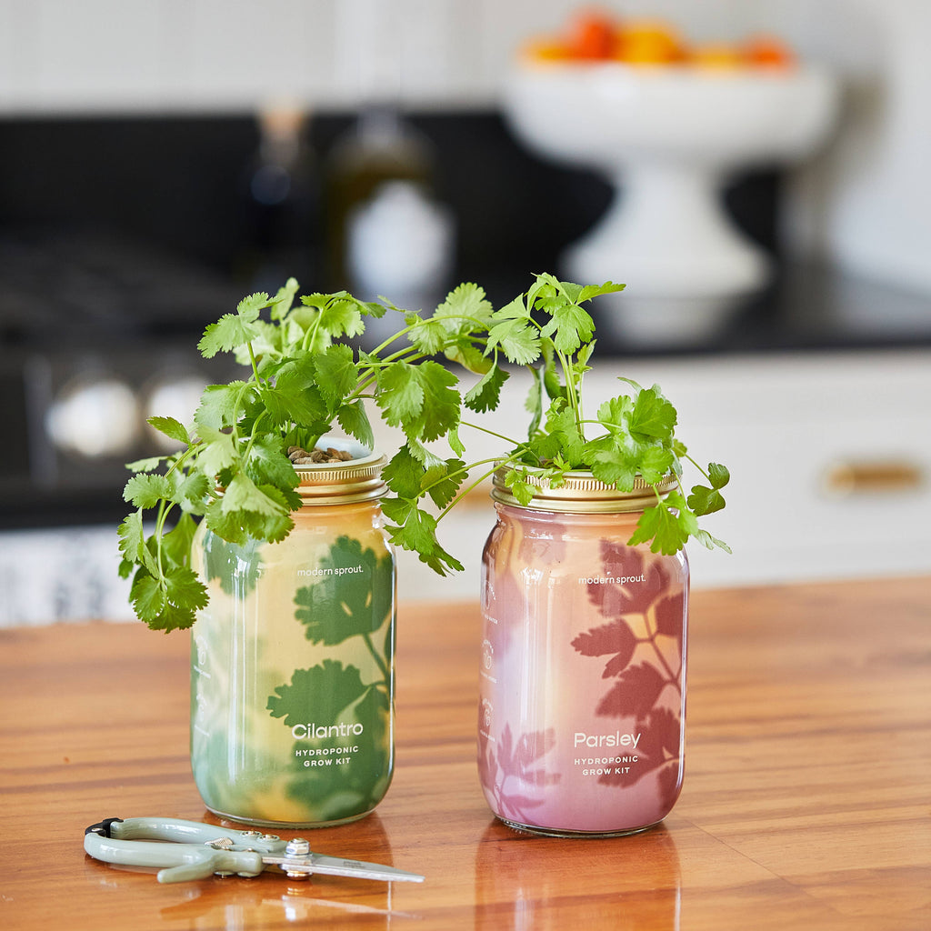 Herb Garden Jar: Mint