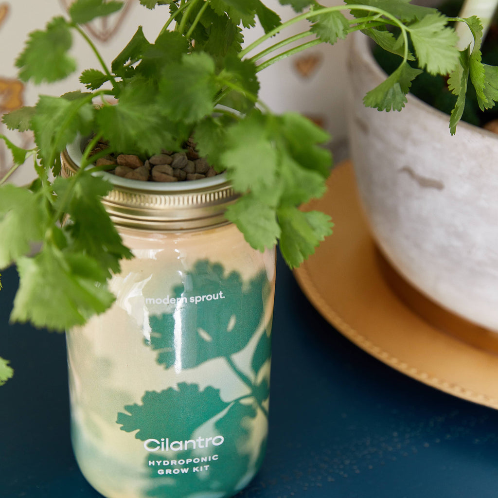 Herb Garden Jar: Mint
