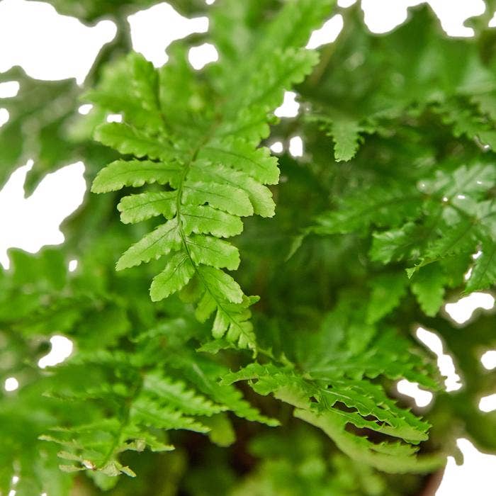 FERN AUTUMN 6-inch