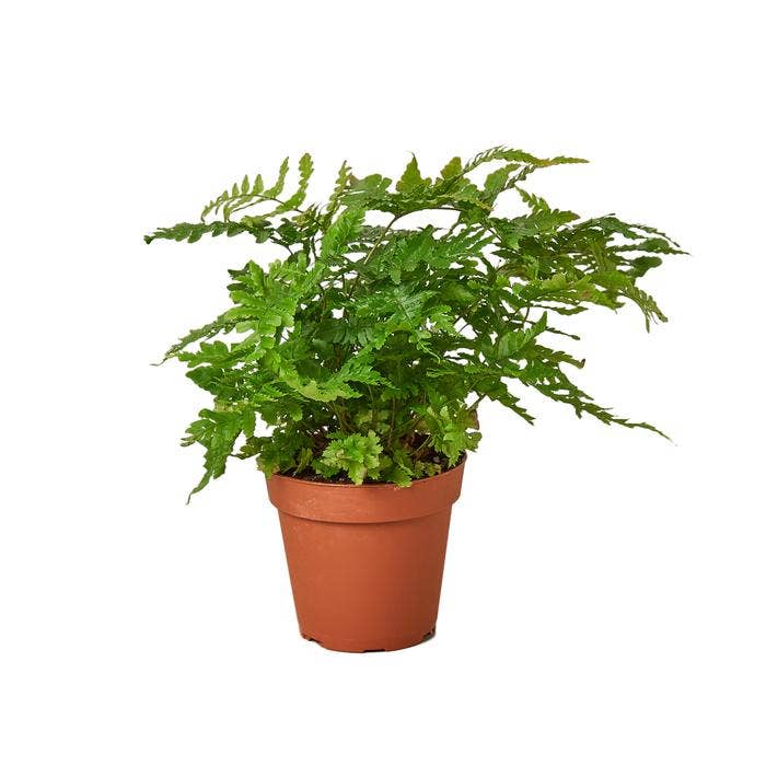 FERN AUTUMN 6-inch