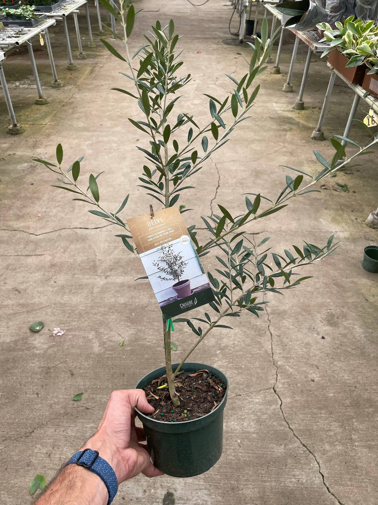 Common Olive Tree (Olea europaea) - 6 Inch pot