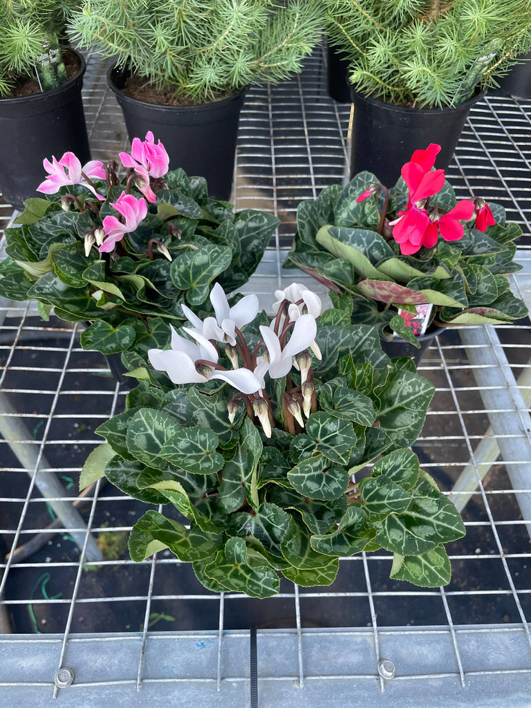 Cyclamen 'Assorted' - 4" Pot
